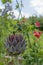 Globe artichoke against sweet pea background