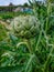 Globe Artichoke close-up, shot taken on an allotment.