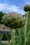 Globe artichoke closeup, taken in summer.