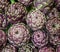 Globe artichoke, Cynara cardunculus