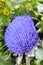 Globe artichoke (Cynara cardunculus) blooming