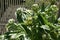 Globe Artichoke, Cynara scolymus