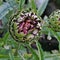 Globe Artichoke Cynara scolymus flower