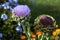 Globe Artichoke flower (Cynara Scolymus)