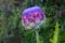 Globe Artichoke flower Cynara Scolymus Horizontal