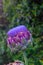 Globe Artichoke flower Cynara Scolymus Vertical