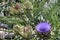 Globe Artichoke flower in full sunshine