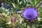 Globe Artichoke flower in full sunshine