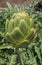 Globe Artichoke in the garden