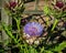 Globe artichoke head bud Fresh homegrown green vegetable growing in summer kitchen garden