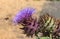 Globe Artichoke and Pollinator