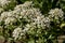 Globe candytuft or Iberis umbellata field blooming. Blurred soft summer background of flowers shining by sun with bokeh effect.