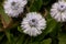 The globe daisy, Globularia nudicaulis