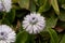 The globe daisy, Globularia nudicaulis