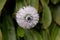 The globe daisy, Globularia nudicaulis