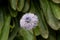 The globe daisy, Globularia nudicaulis