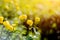 Globe-flower or Trollius europaeus in the field with sunshine . A round yellow and bright flowers in the morning sun beams.