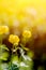 Globe-flower or Trollius europaeus in the field with sunshine . A round yellow and bright flowers in the morning sun beams.