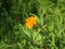 The Globe Flower (Trollius hondoensis).