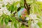 Globe in a flowering tree. Sakura or apple tree flowers. Save the nature. Enviroment. April 22 earth day theme. Summer day,