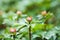 Globe Flowers flower buds in spring forest