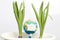 Globe with gauze bandage. It stands among two green plants. Environmental protection, Earth Day. On a white background