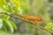 Globe-horned Chameleon - Calumma globifer