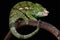Globe-horned chameleon (Calumma globifer)