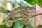 Globe-horned chameleon or flat-casqued chameleon, Calumma globifer, Female, Reserve Peyrieras Madagascar Exotic