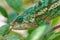 Globe-horned chameleon or flat-casqued chameleon, Calumma globifer, Male, Reserve Peyrieras Madagascar Exotic