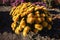 Globe-like flowering bush of orange yellow Chrysanthemums