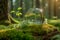 Globe on moss in forest