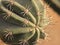 Globe shaped cactus with long thorns