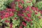 Globe-shaped flowering bushes of red Chrysanthemum