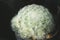 Globe shaped white cactus with long thorns,spider
