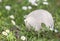 Globe Shaped Wild Mushroom