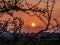 Globe Sunset Framed with Tree Branches in Spring