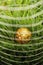 Globe surrounded by wire mesh on grass. Conceptual image