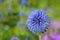 Globe Thistle