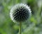 Globe thistle is a contemporary-looking flower with old-world qualities