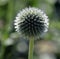 Globe thistle is a contemporary-looking flower with old-world qualities