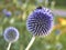 Globe thistle (Echinops ritro) flower