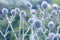 Globe thistle flowers