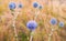 Globe Thistle flowers Echinops ritro wild plant