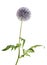 Globe Thistle isolated