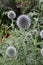 Globe Thistle Known as Echinops Beautiful Spherical Flower