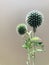 Globe Thistle `Star Frost` Echinops bannaticus.