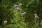 Globe Thistle Thornbush Flower Head.Bumblebee pollinating blue spherical flower head of Echinops commonly known as globe thistles