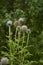 Globe Thistle Thornbush Flower Head.Bumblebee pollinating blue spherical flower head of Echinops commonly known as globe thistles