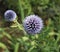 The Globe Thistle, Veitch`s Blue, Echinops ritro in the garden in summer. Thistle blue flower.Medicinal plant.